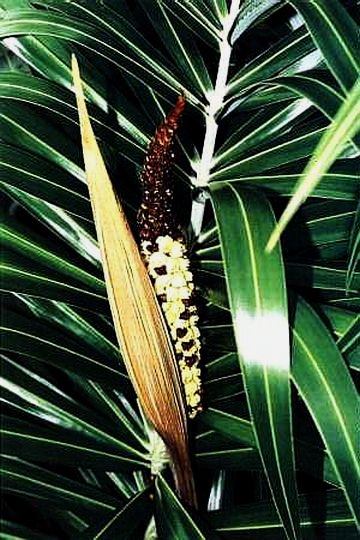 File:Arenaria1.jpg