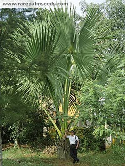 File:CorLec.jpg