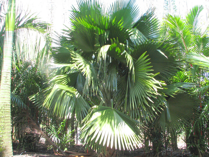 File:80de3e.jpg