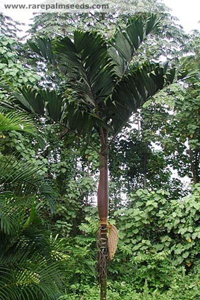 File:PinCae.jpg