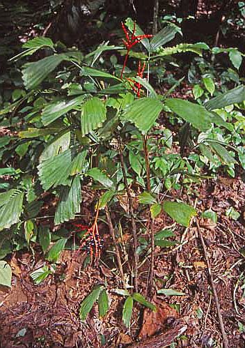 File:Reinhardtia gracilis specimen.jpg