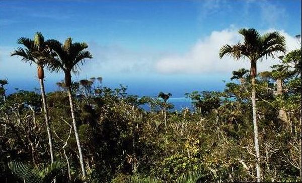 Chambeyronia lepidota Palmpedia Palm Grower's Guide