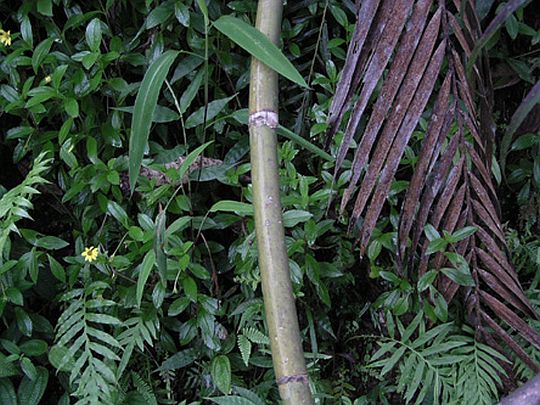 Calamus ovoideus3.jpg