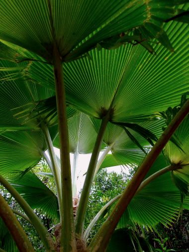 Pritchardia vuylstekeana - Palmpedia - Palm Grower's Guide