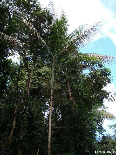 File:Euterpe broadwayi dom44.jpg
