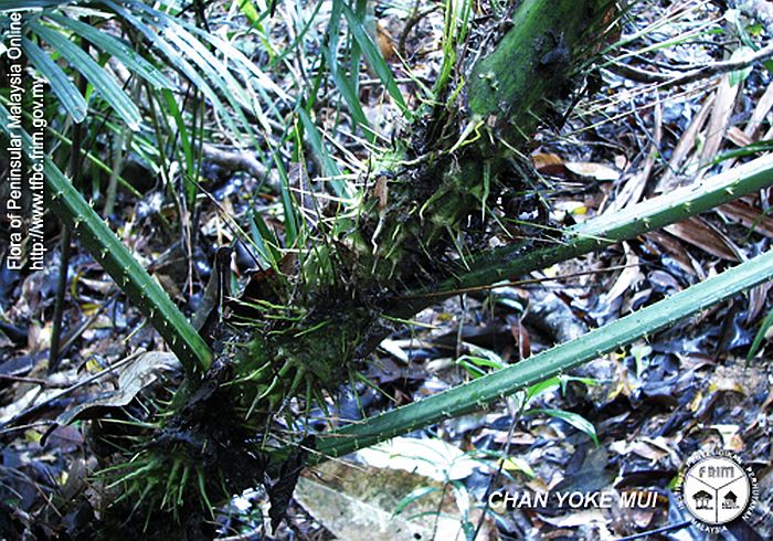 File:Calamus-calospathus---Thorn.jpg