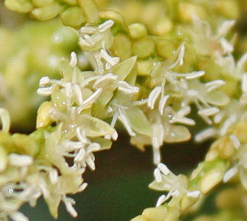 Lytocaryum weddelianum flowers.jpg