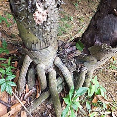 Eugeissona utilis Palmpedia Palm Grower's Guide