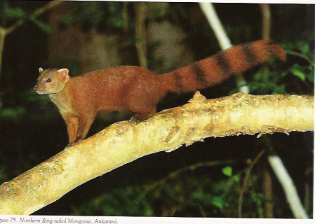 File:Ring-tailed mongoose MONGOOSE.jpg