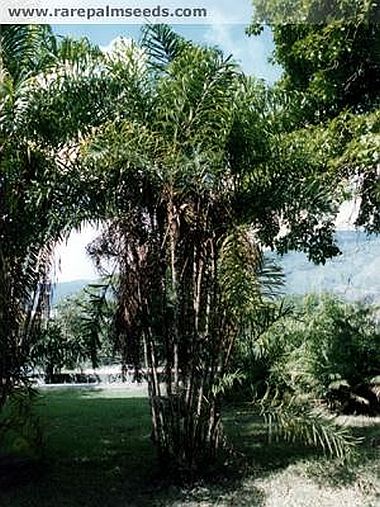 File:BacSet.jpg