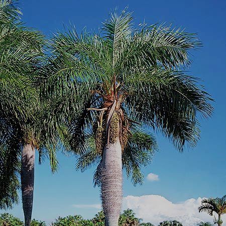 Acrocomia crispa - Palmpedia - Palm Grower's Guide
