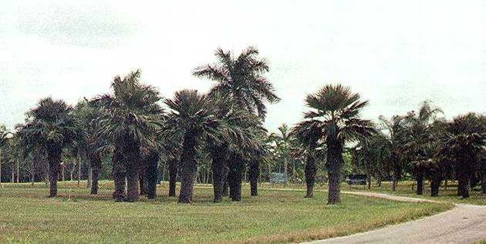 Colpothrinax wrightii Palmpedia Palm Grower's Guide