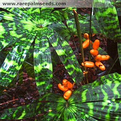Licuala mattanensis 'Mapu' – Paradise Palm – Buy seeds at