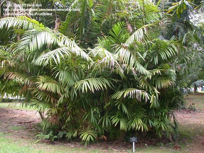 Daemonorops longipes - Palmpedia - Palm Grower's Guide