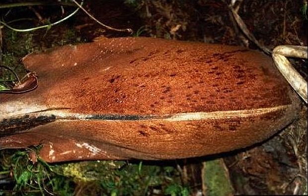 Chambeyronia lepidota Palmpedia Palm Grower's Guide