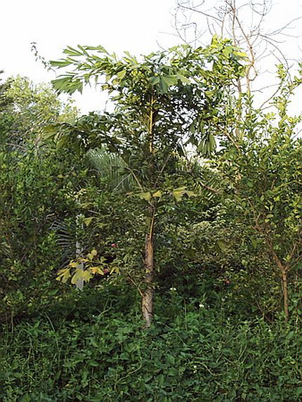 File:CcDSC04453.jpg