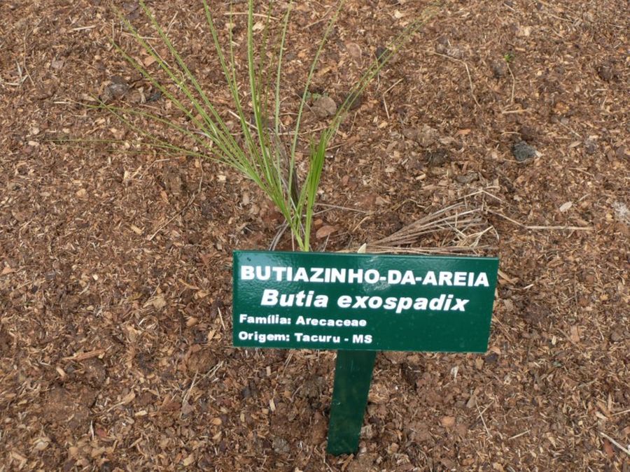 Butia exospadix Palmpedia Palm Grower's Guide