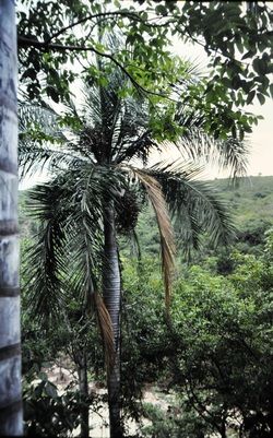 Pseudophoenix lediniana Palmpedia Palm Grower's Guide