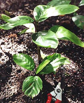 File:D integrafloribunda.jpg