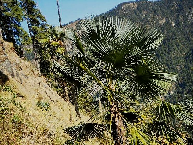 File:Trachycarpus takil03.jpg