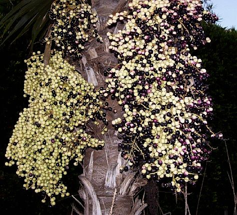 Ptychococcus lepidotus Palmpedia Palm Grower's Guide