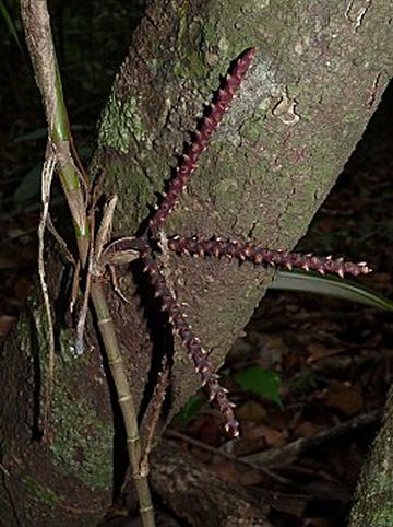 File:P1250583LCR.jpg