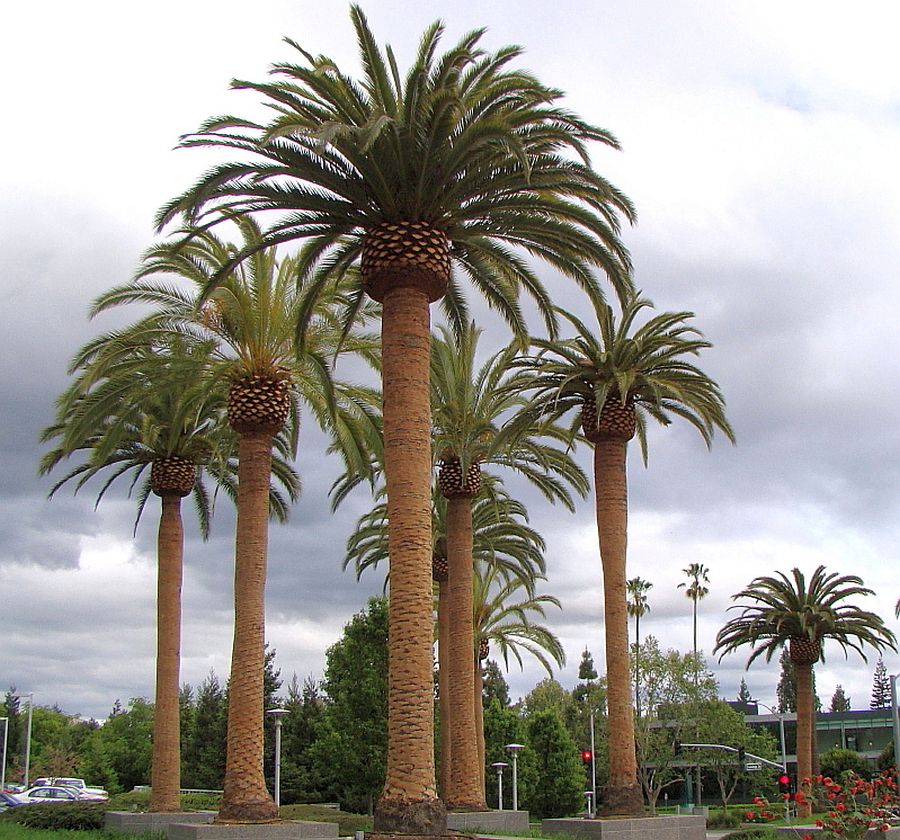 Phoenix canariensis Palmpedia Palm Grower's Guide