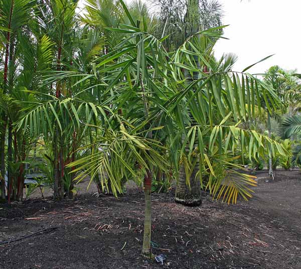 File:-gallery-members-Dypsis rivularis craft.jpg