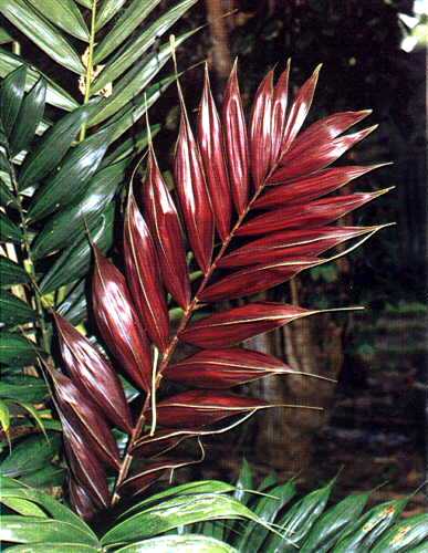 Calyptrocalyx polyphyllus Palmpedia Palm Grower's Guide