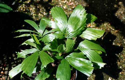 Reinhardtia gracilis.jpg