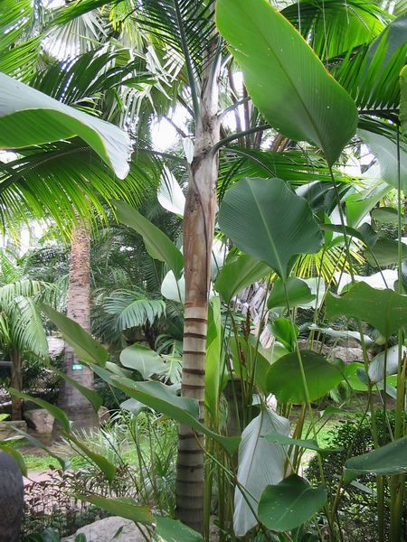 Rhopaloblaste augusta - Palmpedia - Palm Grower's Guide
