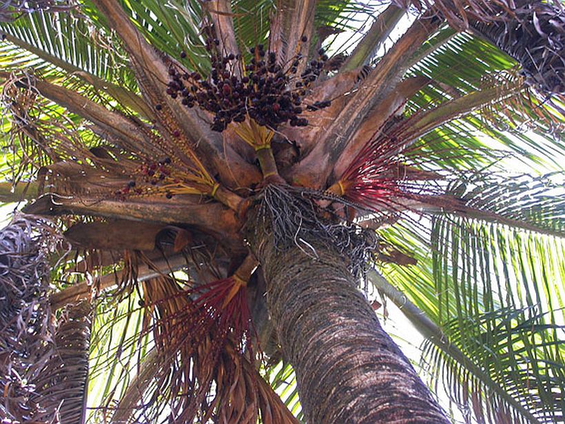 TÌNH YÊU CÂY CỎ ĐV 10  - Page 96 68ba24aa-9290-4ffb-9c54-73f94c752e77z