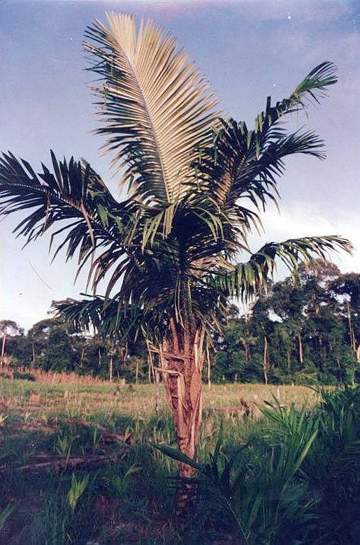 Astrocaryum ulei Palmpedia Palm Grower's Guide