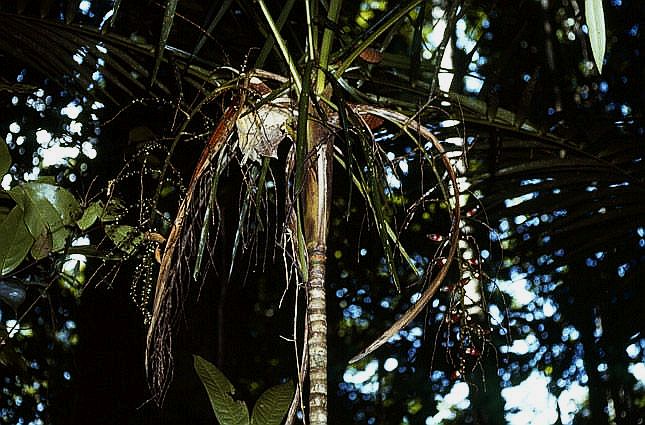 TÌNH YÊU CÂY CỎ ĐV 10  - Page 85 Aii2788536