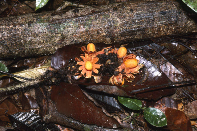 Astrocaryum gynacanthum Palmpedia Palm Grower's Guide