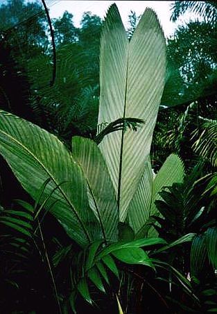 File:Salacca.Magnifica.jpg