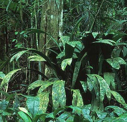 Bactris militaris Palmpedia Palm Grower's Guide