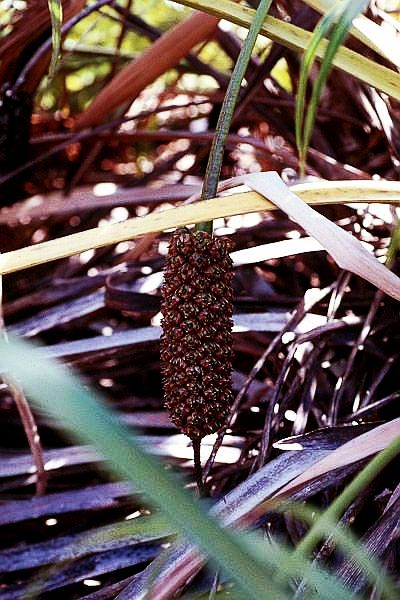 File:Color - coco fruit.jpg