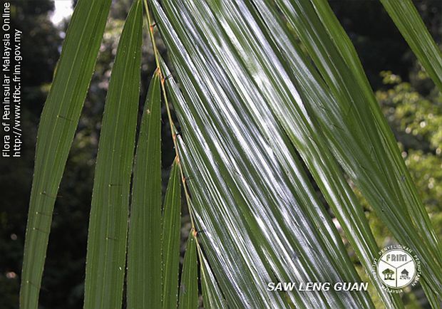 File:Calamus-longisetus---Frond.jpg