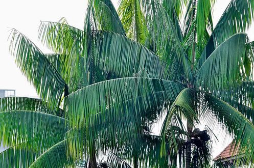 Rhopaloblaste ceramica - Palmpedia - Palm Grower's Guide