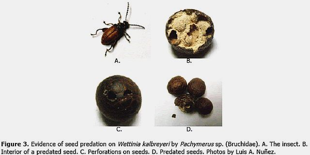 Wettinia kalbreyeri Palmpedia Palm Grower's Guide