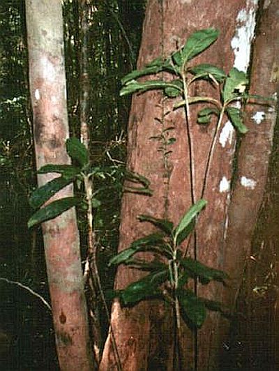 File:Dypsis.Integra.jpg