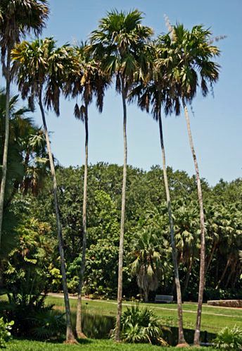 FileThrinax radiata grouping.jpg Palmpedia Palm Grower's Guide
