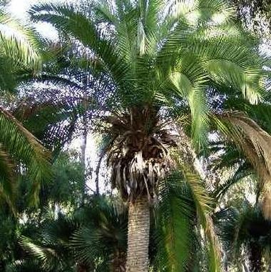Phoenix andamanensis - Palmpedia - Palm Grower's Guide