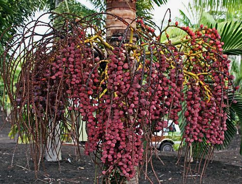 Rhopaloblaste augusta - Palmpedia - Palm Grower's Guide