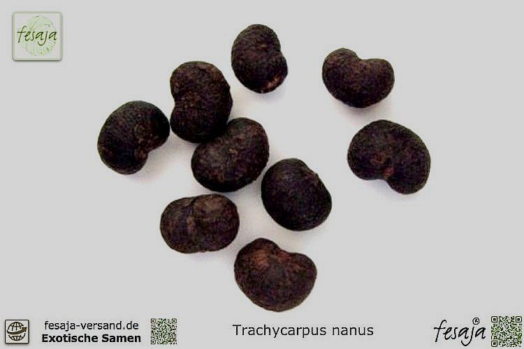 File:Trachycarpus-nanus-samen-01.jpg