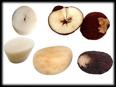 Tagua nut.jpg