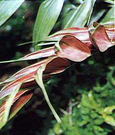 Calyptrocalyx polyphyllus Palmpedia Palm Grower's Guide