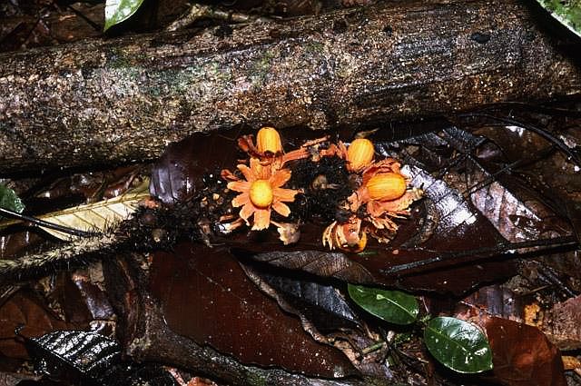 Astrocaryum aculeatum Palmpedia Palm Grower's Guide