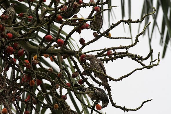 Rhopaloblaste ceramica - Palmpedia - Palm Grower's Guide